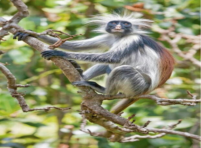 Jozani Forest (Chwaka Bey National park) & The Rock Restaurant.